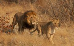 Lion